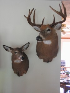 Taxidermy pictures 002