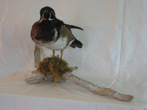 Taxidermy pictures 011