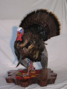 Taxidermy pictures 047 (2)